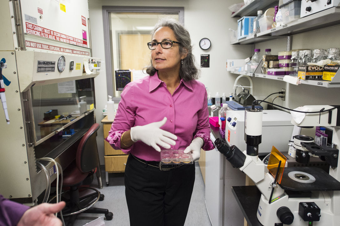 Fetal tissue research continues at UW after the Biden team lifted Trump boundaries